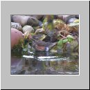 Turdus iliacus - Rotdrossel 01.jpg